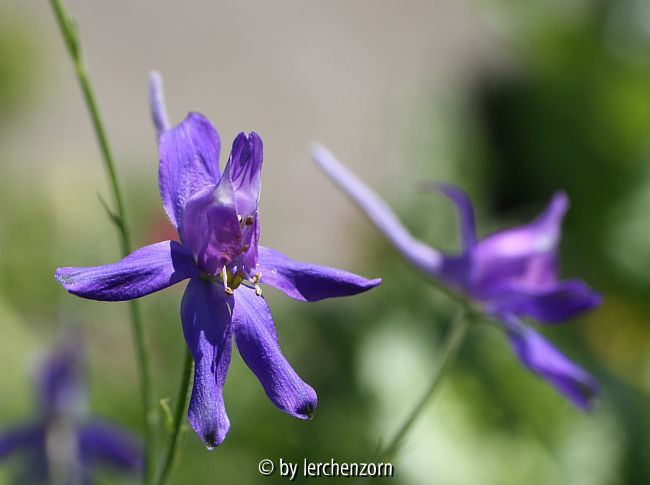 Rispenblütiger Feldrittersporn (Consolida regalis subsp. paniculata)