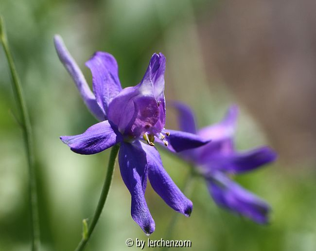 Rispenblütiger Feldrittersporn (Consolida regalis subsp. paniculata)