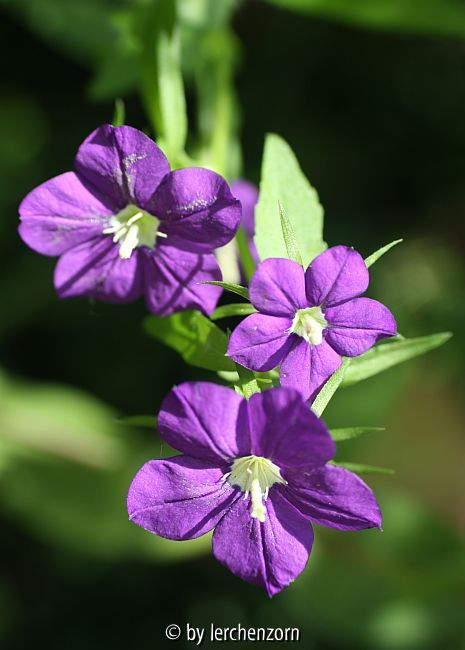 Frauenspiegel (Legousia spec.)