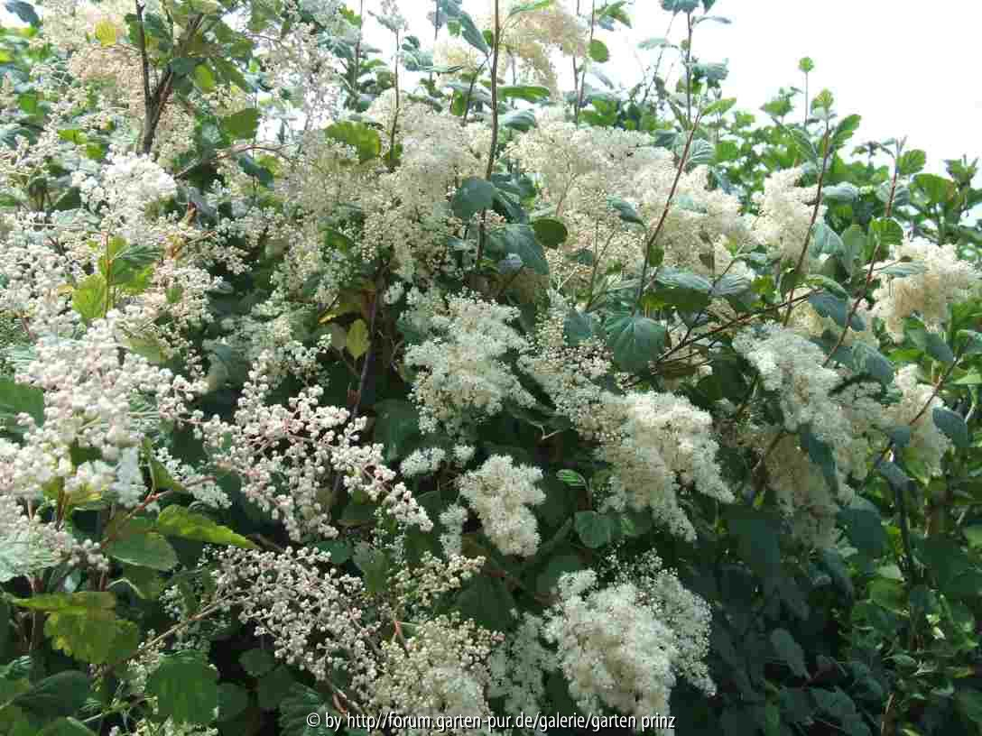 Holodiscus discolor (2010-06)