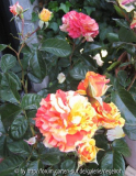 Oranges and Lemons.jpg