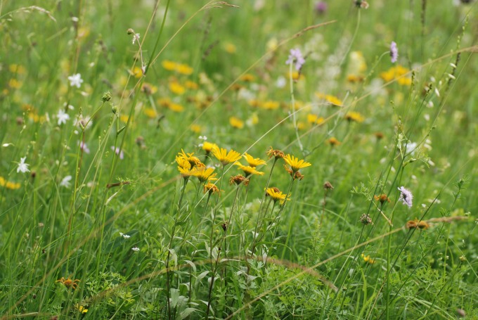 Wiese 01