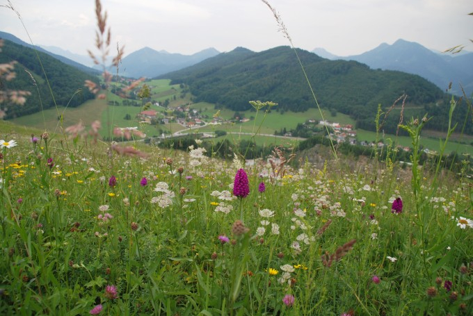 Anacamptis 1