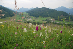 Anacamptis 1