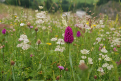 Anacamptis 2