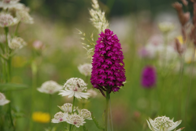 Anacamptis 3