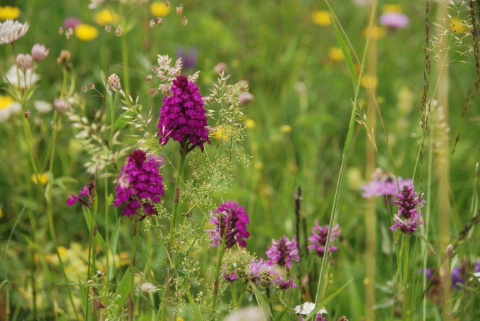 Anacamptis 4