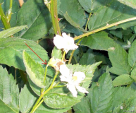 Choctaw Blüten abgeknickt