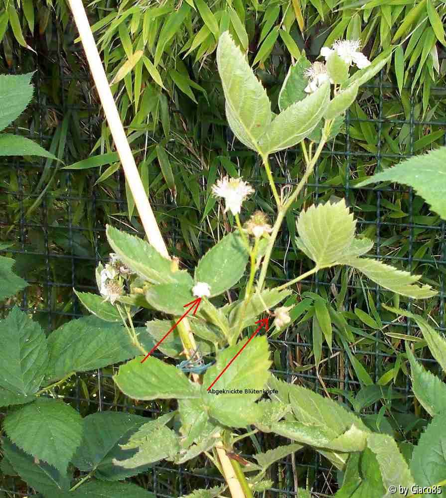 Choctaw Blüten abgeknickt 2
