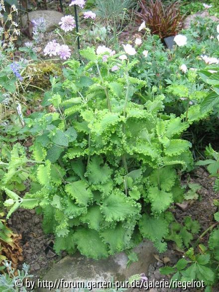 Teucrium scorodonia 