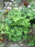 Teucrium scorodonia 