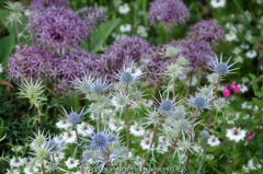 DRy Garden 1 