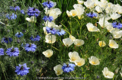 Dry Garden 2