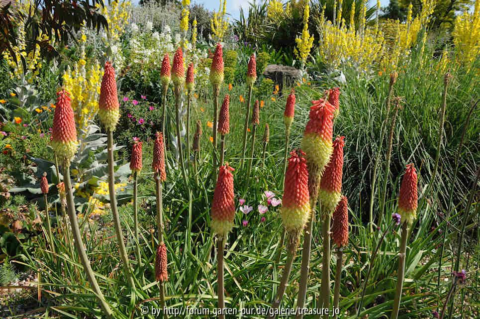 Dry Garden 5