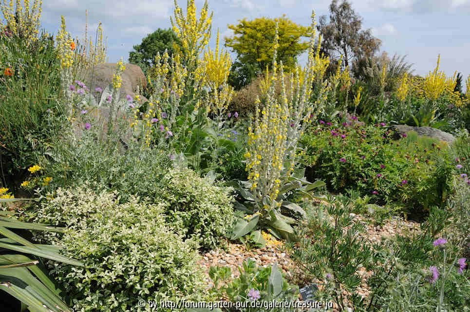 Dry Garden 7