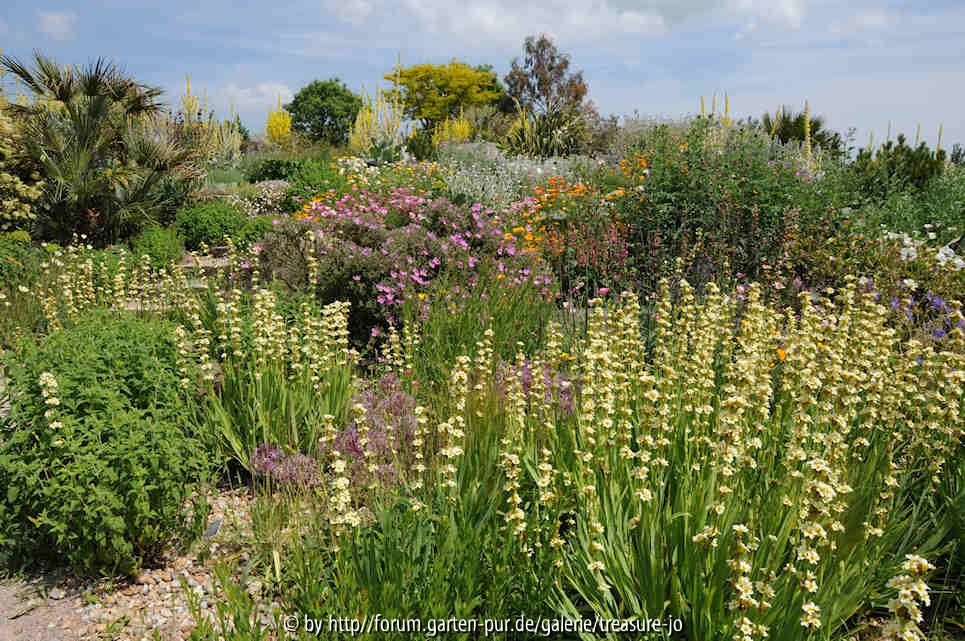 Dry Garden 7
