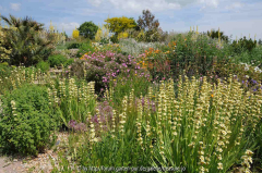 Dry Garden 7