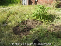 erstes Beet