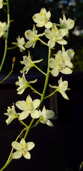 Delphinium semibarbatum