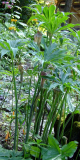 Arisaema ciliatum