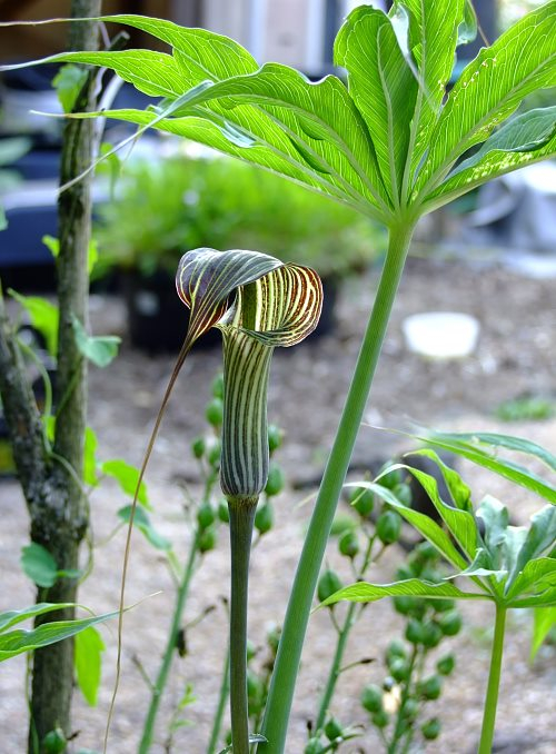 Arisaema ciliatum