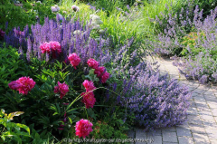 Garden M 10