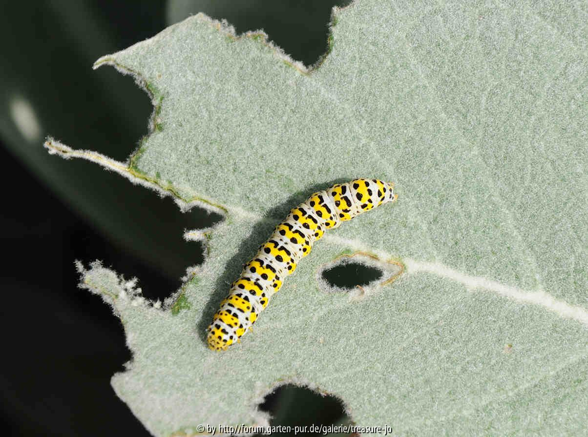 Raupe auf Verbascum