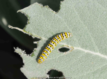 Raupe auf Verbascum