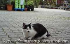Dekokatze Fee