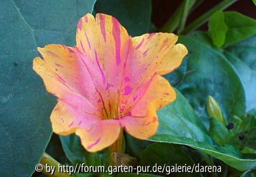 Mirabilis jalapa apricot