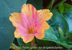 Mirabilis jalapa apricot