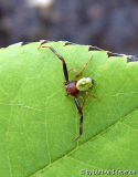 Veränd. Krabbenspinne Männchen