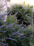 vitex~0.jpg