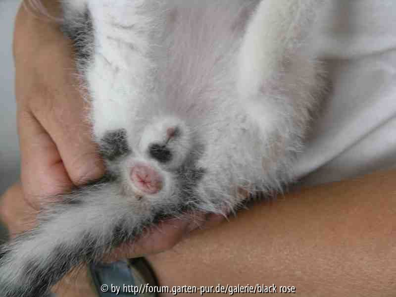 Katzenbaby3