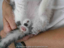 Katzenbaby3