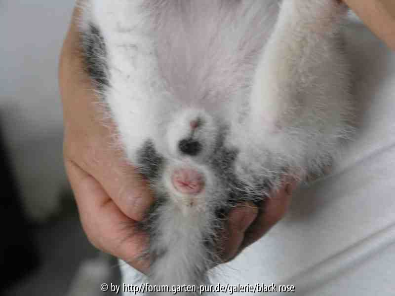 Katzenbaby2