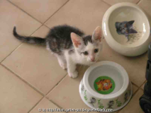 Katzenbaby1