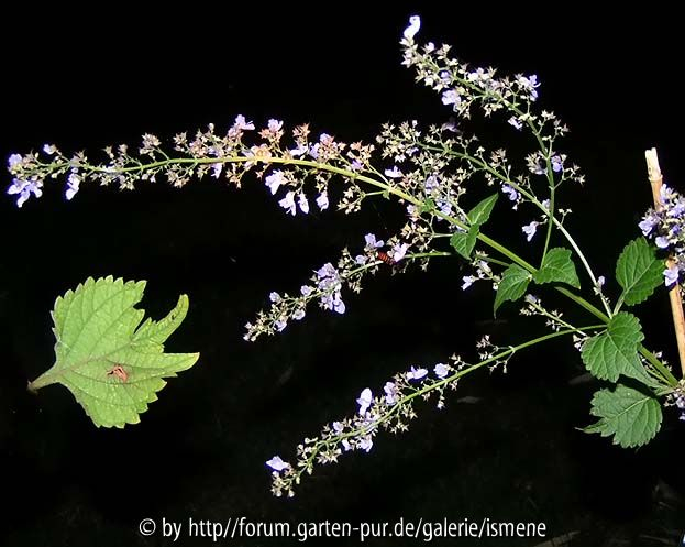 Plectranthus excisus