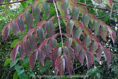 ARalia elata Weinrot