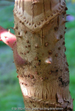 ARalia elata Aststempel
