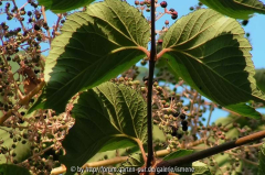 Aralia elata Beerenbildung