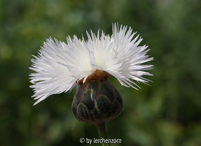 Moschusblume (Amberboa moschata), weiß