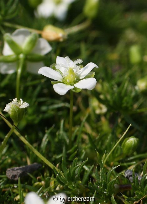 Mastkraut, Sternmoos (Sagina subulata)