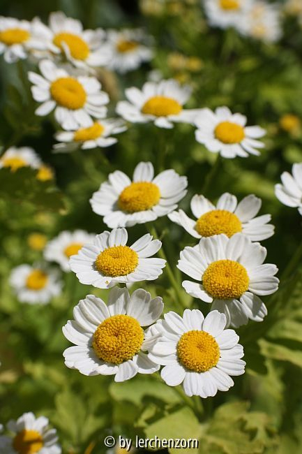 Mutterkraut (Tanacetum parthenium GOLDEN MOSS)
