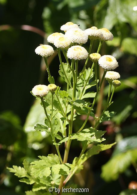 Mutterkraut (Tanacetum parthenium SCHNEEBALL)