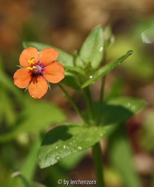 Acker-Gauchheil (Anagallis arvensis)