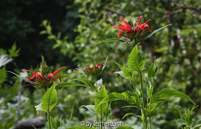 Indianernessel (Monarda-Hybr. SQUAW)