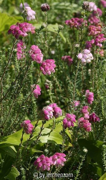 Glockenheide (Erica tetralix)