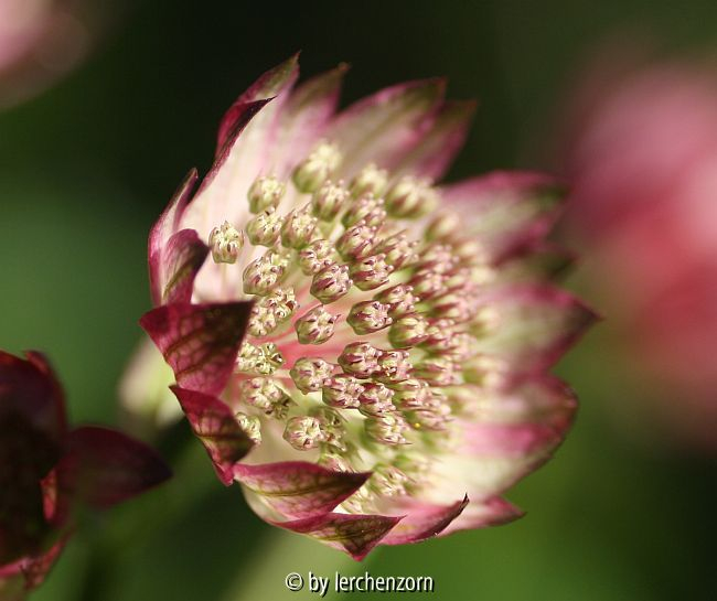 Sterndolde (Astrantia major RUBY CLOUD)