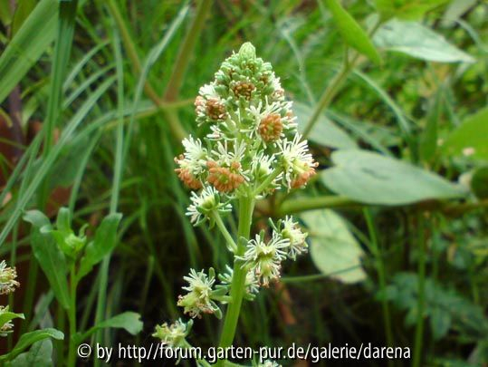 Reseda odorata - Duftresede